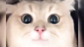 Adorable cats that is going to make you happy