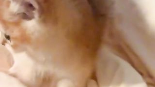What is this cat doing ????????