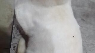 O gato