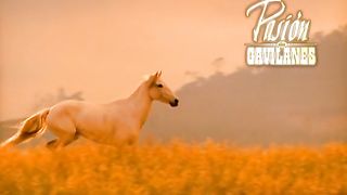 PDG Capítulo 161