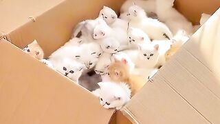 GUESS WHAT'S INSIDE OF THE BOX,CAAAAATTTSSSS!!!!!!