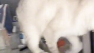HE STOLE THE FISH NOOOO!!!