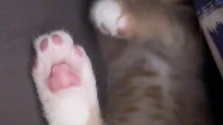 This cat is so chill !