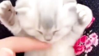Sush,the cats are asleep!!