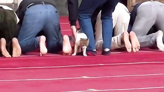 Funny Cats I Qiziqarli mushuklar I مضحکہ خیز بلیوں