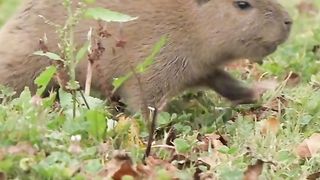 Capybara song that has made millions fall in love with it