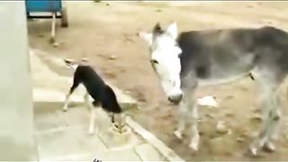who is WINNER dog danki