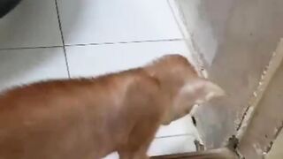 Playful Cat