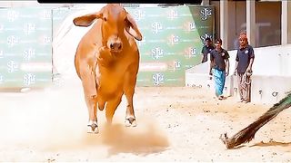 Red cow