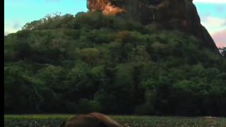 Sri Lankan of elephant