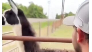 Funny video