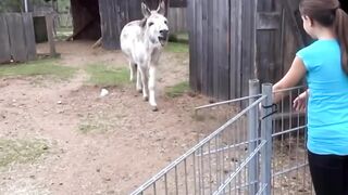 All animals feel pain