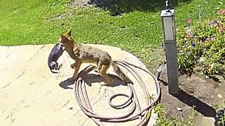 COYOTE VS CHICO WHO WILL WIN