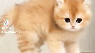 Funnyvideo cat