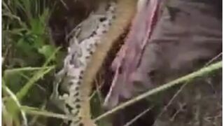 ATTACKED TWICE BY THE SAME SNAKE 2