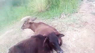 Cow for sale 3