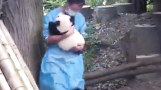 Baby Panda 2
