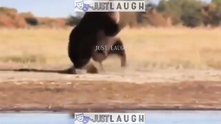 Animal fight || Crazy animal || lion fight || Alligators fighting || Hourse fight
