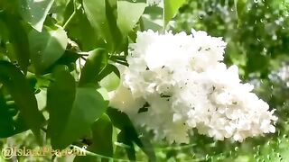 Manzil_Dua_
