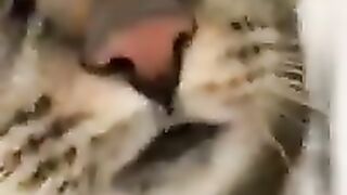 Do you love animals ?