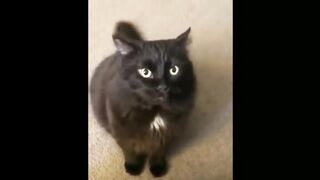 CATS ATTACKING PEOPLE COMPILATION - A MUST WATCH VIDEO (CRAZY CATS BEHAVIOR) | IPET
