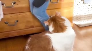 New Funny Videos 2023 ???? Cutest Cats and Dogs ???????? 4