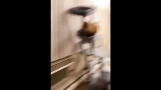 ????YOU LAUGH YOU LOSE! ????Funny Moments Of Cats Videos Compilation - Funny Cats Life 6