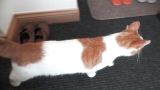 My Cats Annoy The Neighbours Cat