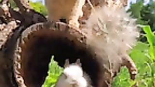 Rabbit eating flowers