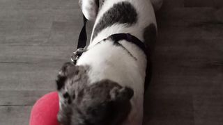 Willow She Dog