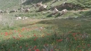 Tabiyat