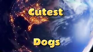 10 of the most cutest doge in the world