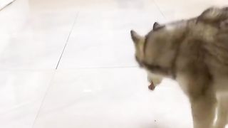 Приколи 115