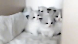 Cute cat 33
