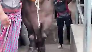 Bakra eid 2023 new videos