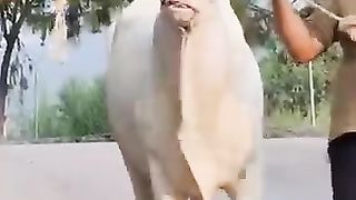 Qurban new video 2023