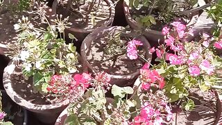 Beautiful gardening https://rumble.com/register/pakistanisairsapatee/