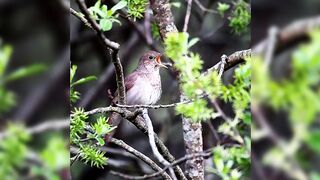 #beautiful #birdvoice #shortviral #videochallang #primevideo