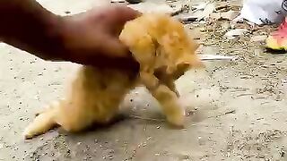 Helping The Poor Kitty