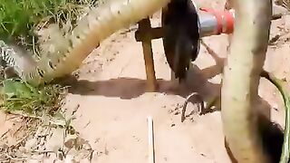 Snake caught