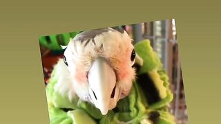 Animal 21