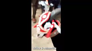 Bakra eid 2023 new video