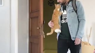 Funny cat 95