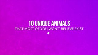 10 ANIMAUX dont vous ne SOUPÇONNEZ PAS L'EXISTENCE