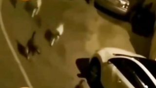Dog vs Monkey Gang war