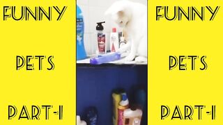Best Funny Animals Video Compilation - Funny cats and dogs video 2023