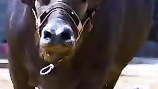 Big bull 2