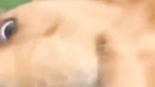 Funny Man vs Animals