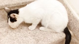 My beloved cat eats the  and spicy chicken wings fervently
