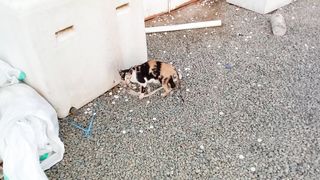 Amazing stray cat